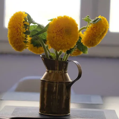 Luxury Old Town 풀라